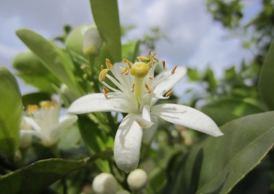 Orange essential oil