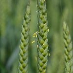 Huile végétale de germe de blé