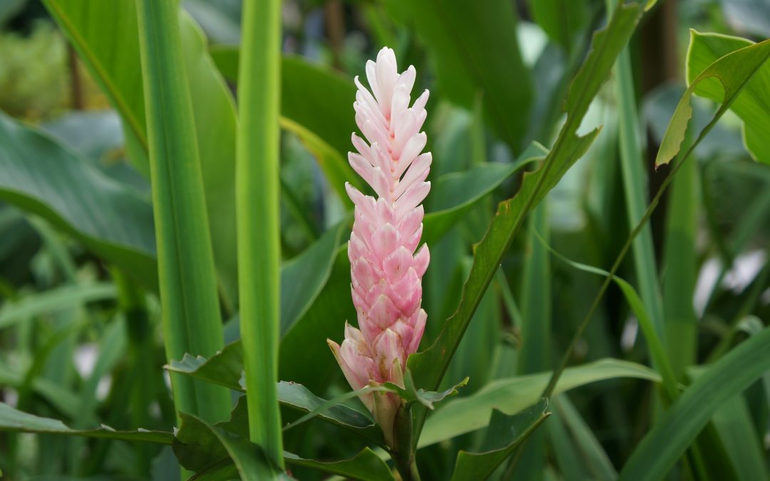 Ginger essential oil