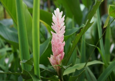 Ginger essential oil