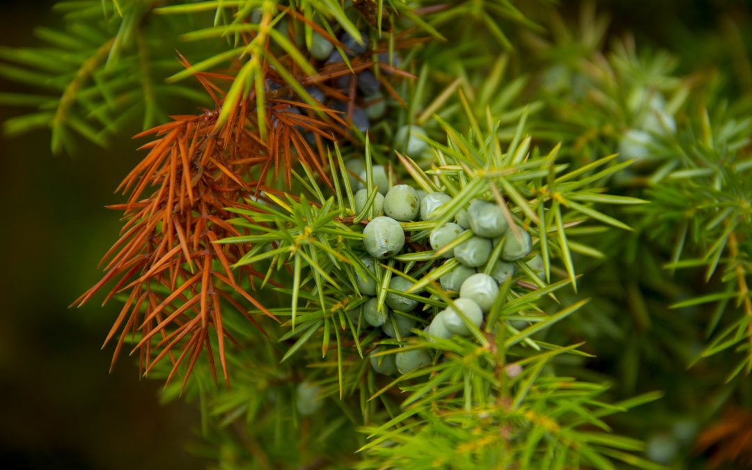 Juniper essential oil