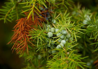 Juniper essential oil