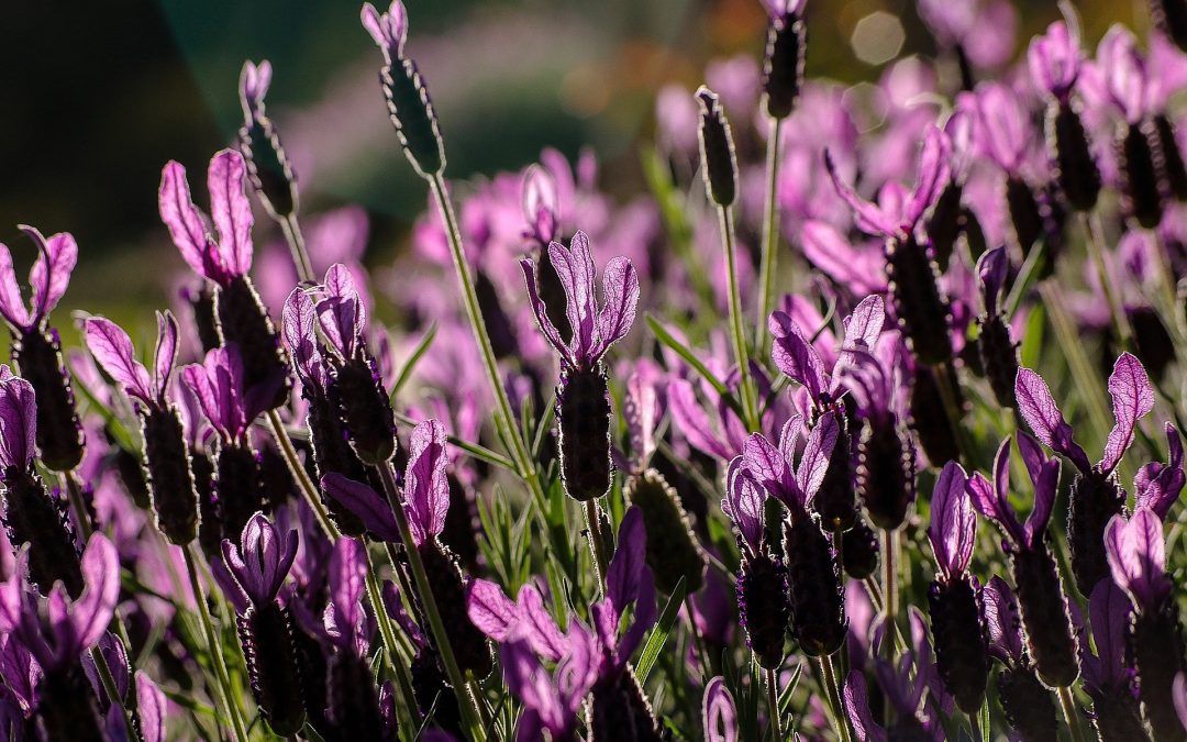 Aspic lavender essential oil