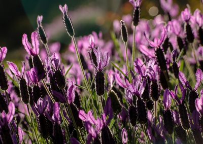 Aspic lavender essential oil