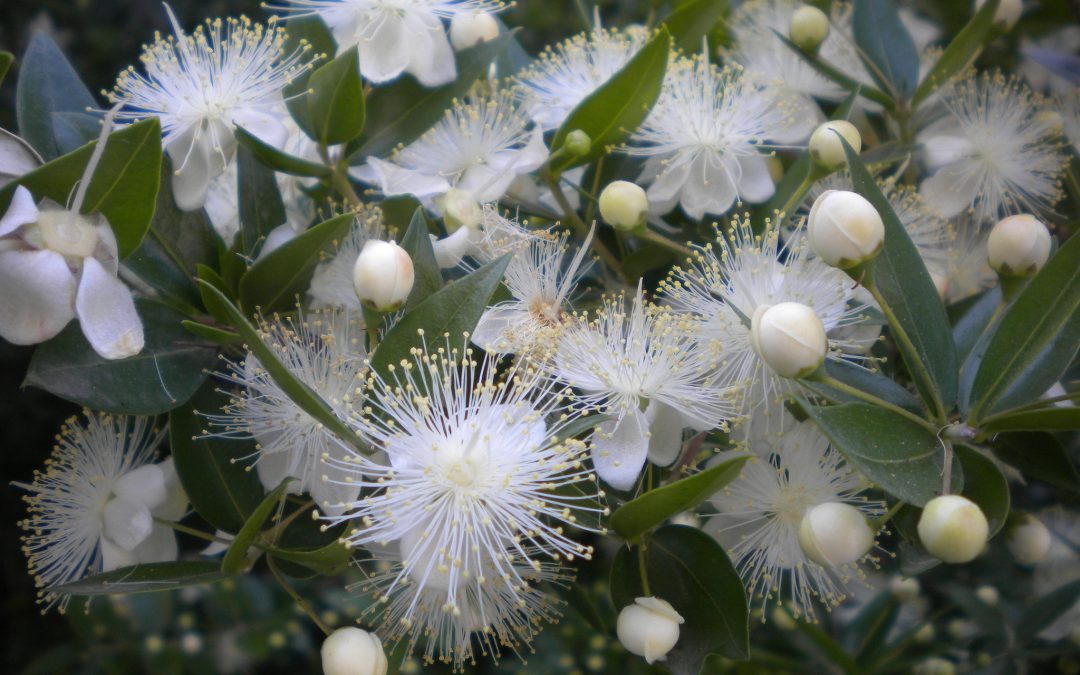 Myrtle essential oil