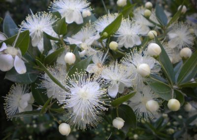 Myrtle essential oil