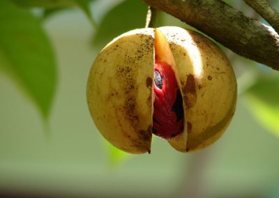 Nutmeg essential oil