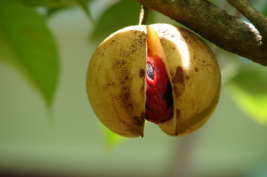 Nutmeg essential oil