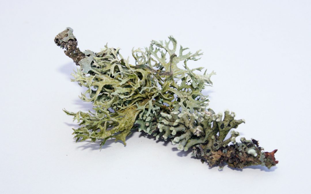 Oakmoss herbs