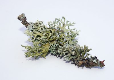 Oakmoss herbs