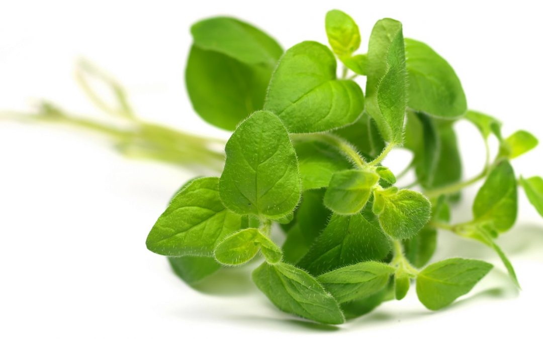 Oregano herbs