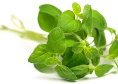 Oregano herbs