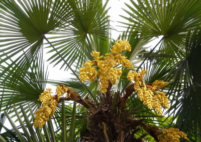 Huile végétale de palme