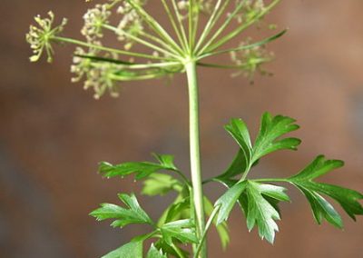 Huile essentielle parsley