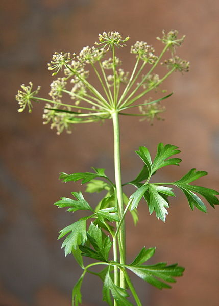 Huile essentielle parsley