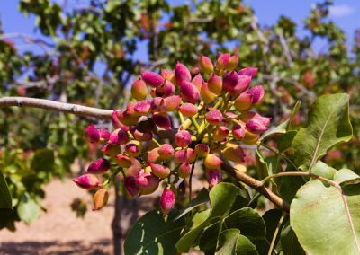 PISTACHIO VEGETABLE OIL