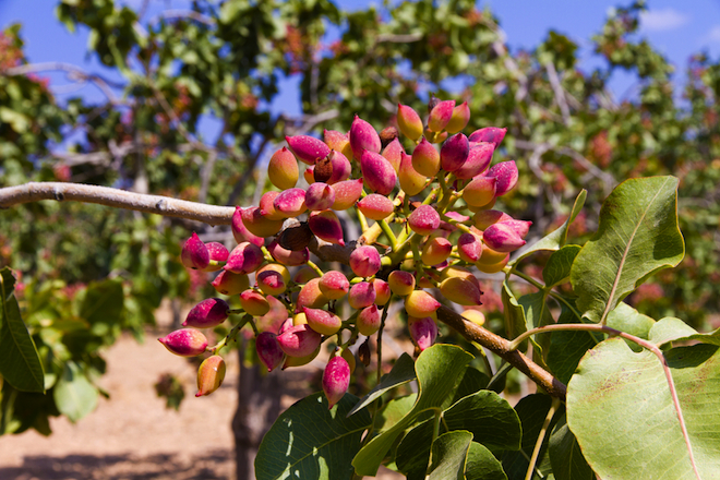 PISTACHIO VEGETABLE OIL