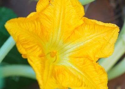 PUMPKIN SEED VEGETABLE OIL