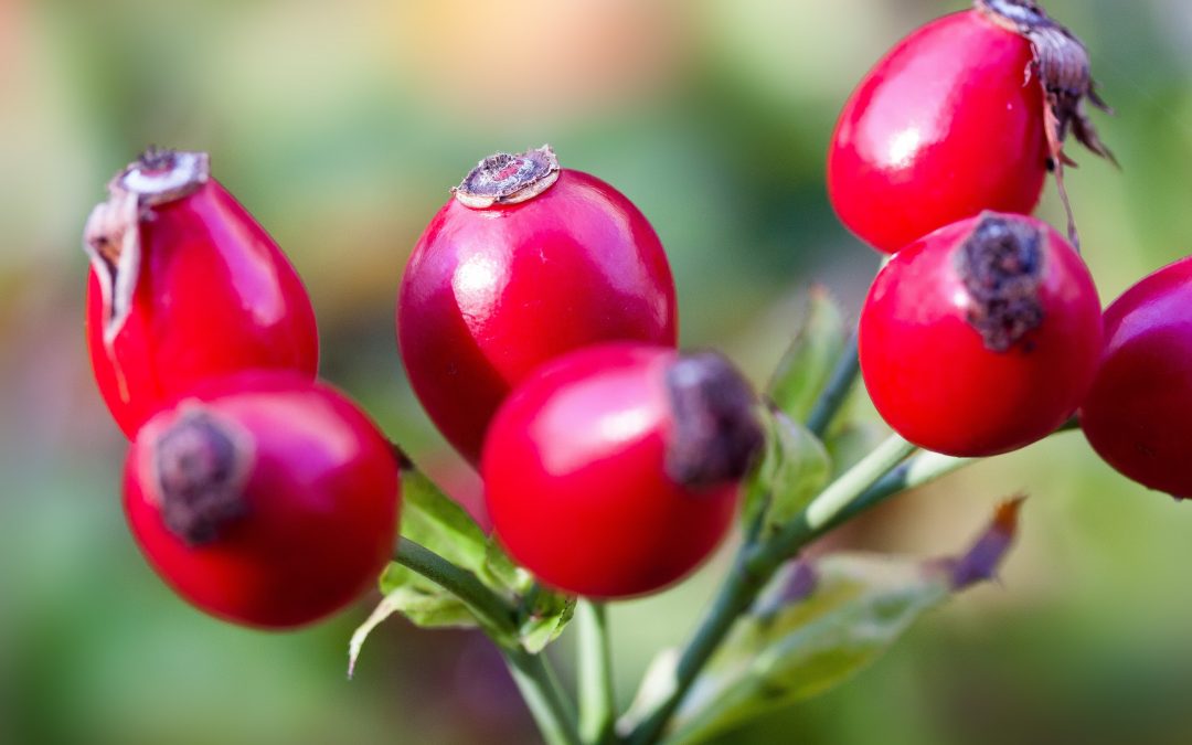 ROSEHIP SEED VEGETABLE OIL