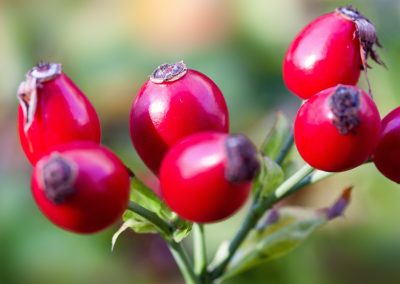 ROSEHIP SEED VEGETABLE OIL