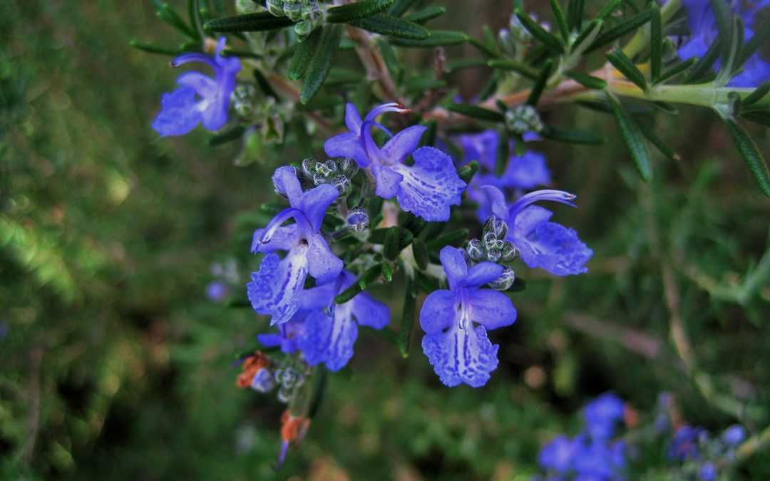 Rosemary essential oil