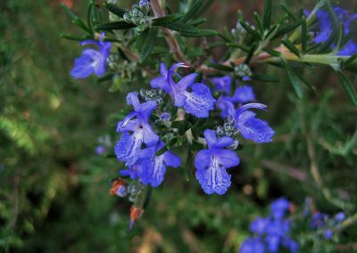 Rosemary essential oil