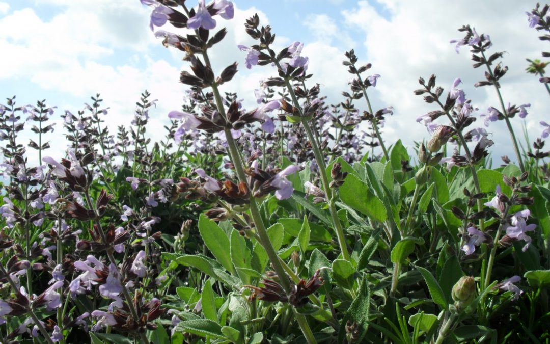 Sage essential oil