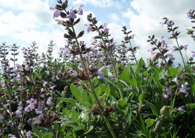 Sage essential oil