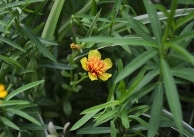 Tarragon essential oil