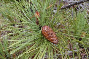 TURPENTINE ESSENTIAL OIL HUILE ESSENTIELLE TURPENTINE