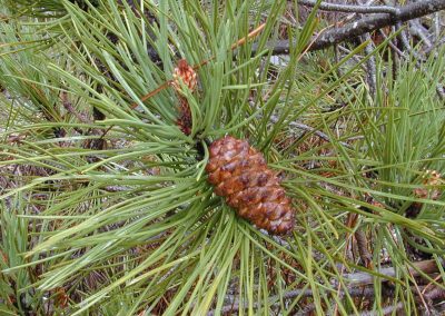 Turpentine essential oil