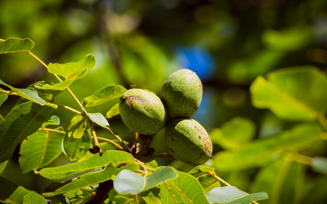 WALNUT VEGETABLE OIL