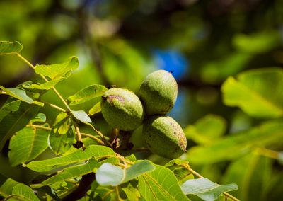 WALNUT VEGETABLE OIL