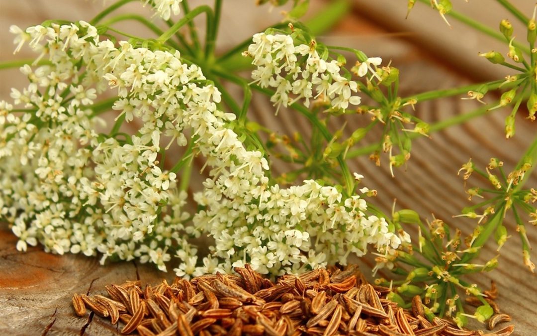 Caraway essential oil