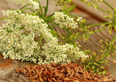 Caraway essential oil