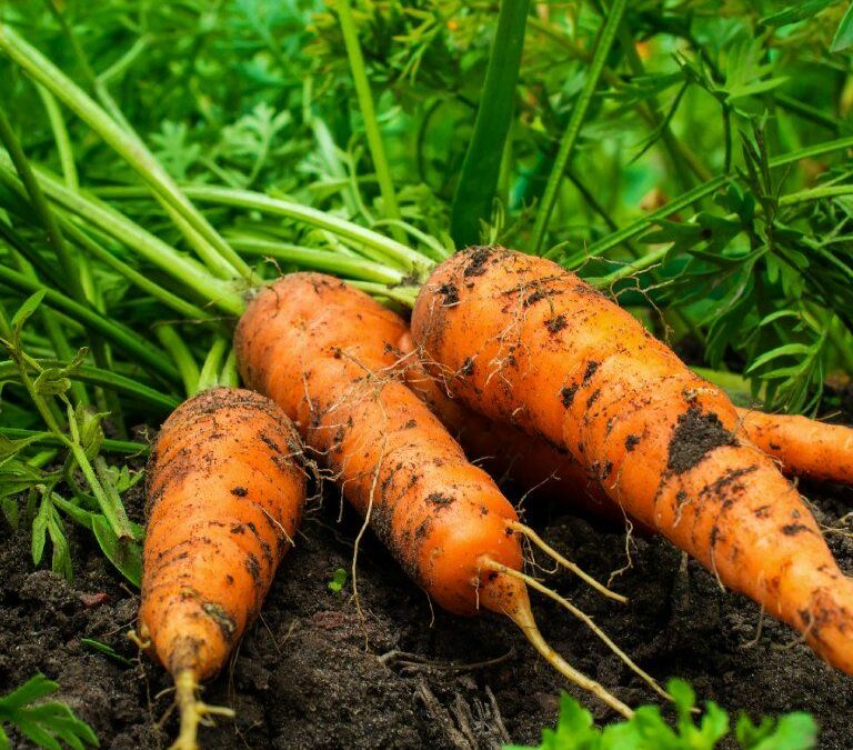 Carrot essential oil