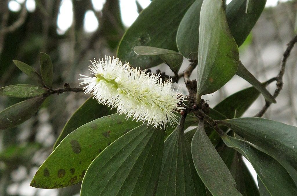 Cajeput essential oil