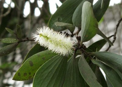 Cajeput essential oil