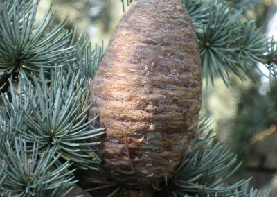 Cedar essential oil of atlas