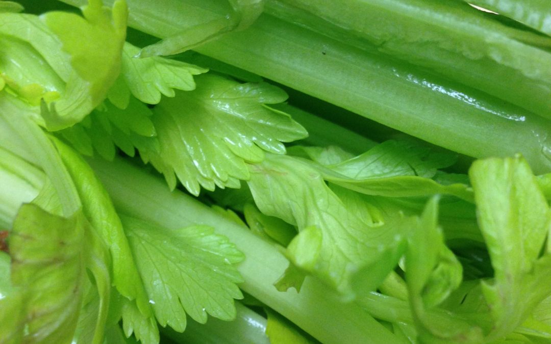 Celery essential oil