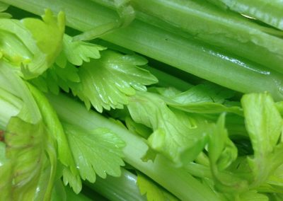 Celery essential oil