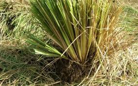 Hô wood vetiver essential oil