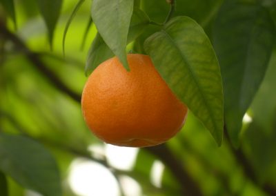 Clementine essential oil