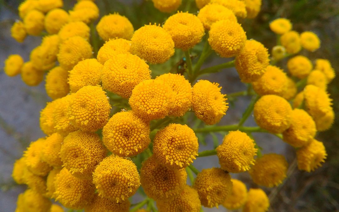 Moroccan Blue Tansy Essential Oil