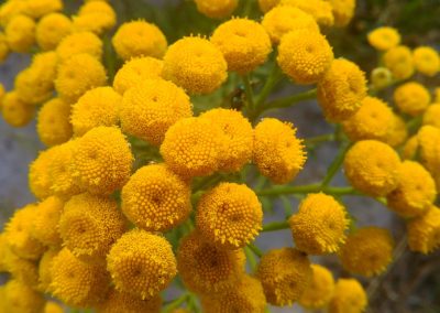 Moroccan Blue Tansy Essential Oil