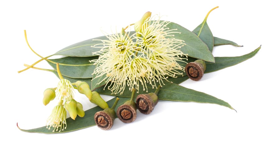 eucalyptus oil