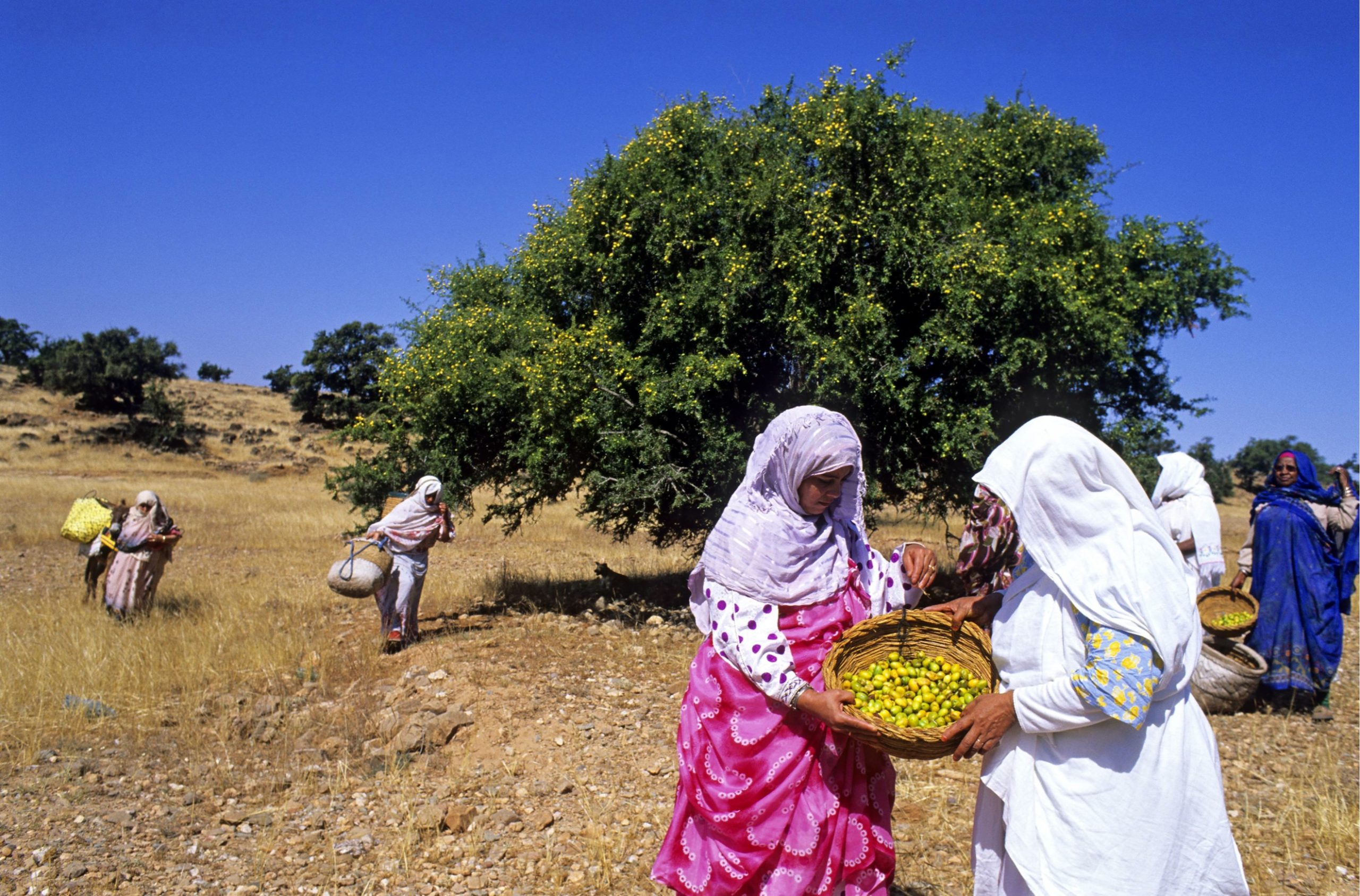 argan oil oriental