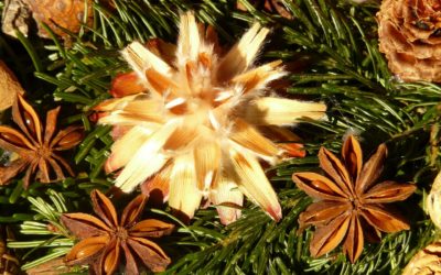 Badiane Essential Oil