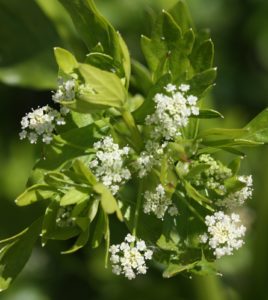 Celery Essential Oil