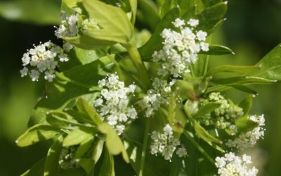 Celery Essential Oil